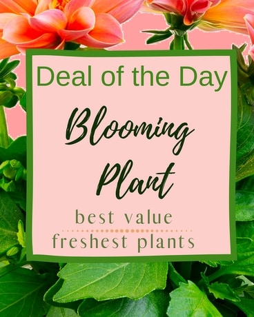 Blooming Plant Deal of the Day Flower Arrangement